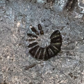 Small sunburst symbol chop