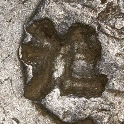 Possibly 芁 - qiú - reed