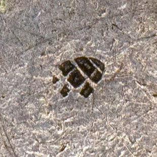 Small unknown chopmark