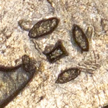 Small symbol chopmark