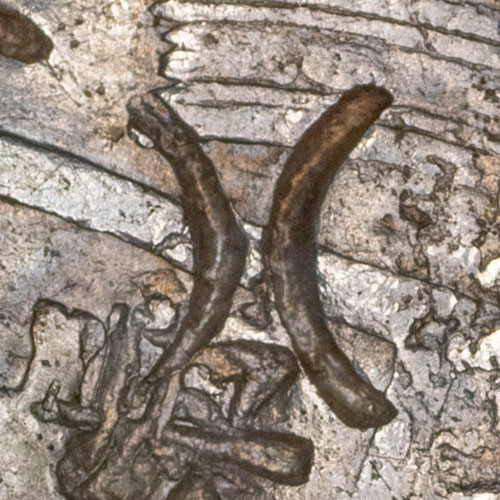 Unknown chopmark